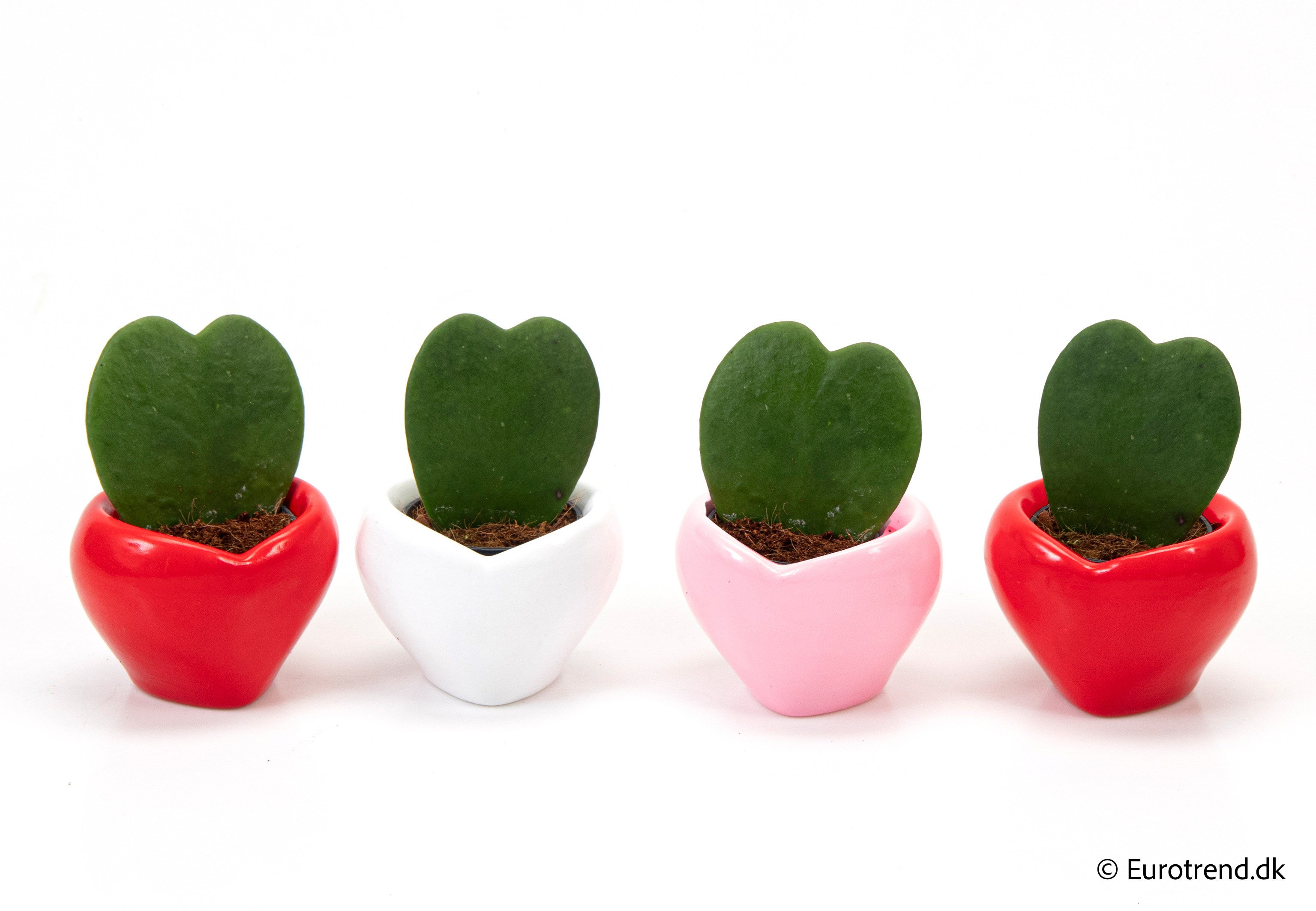 Hoya single heart in Valentine ceramic 2026, D 6