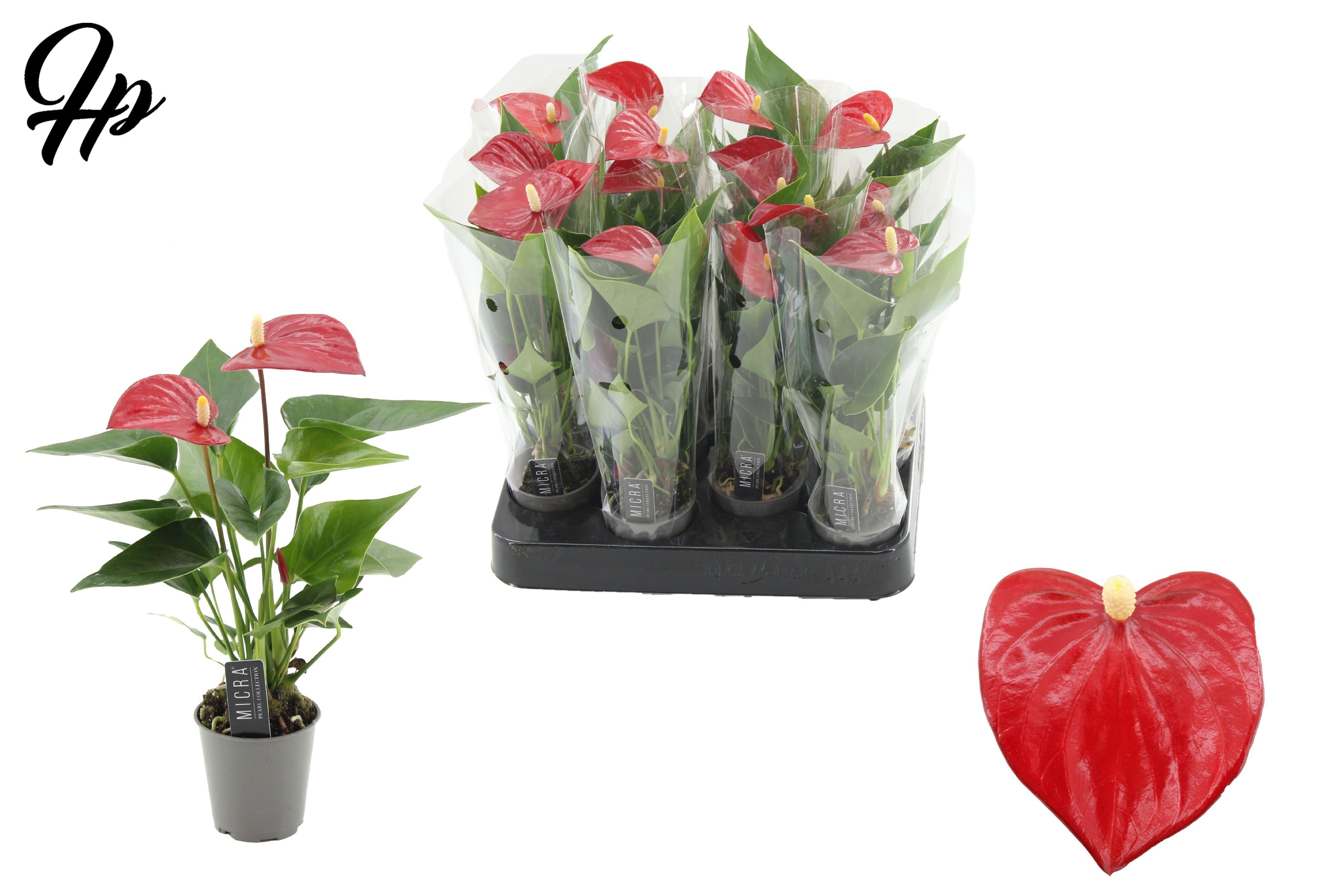 Anthurium 6 cm Micra in transparant sleeve, D 6 cm