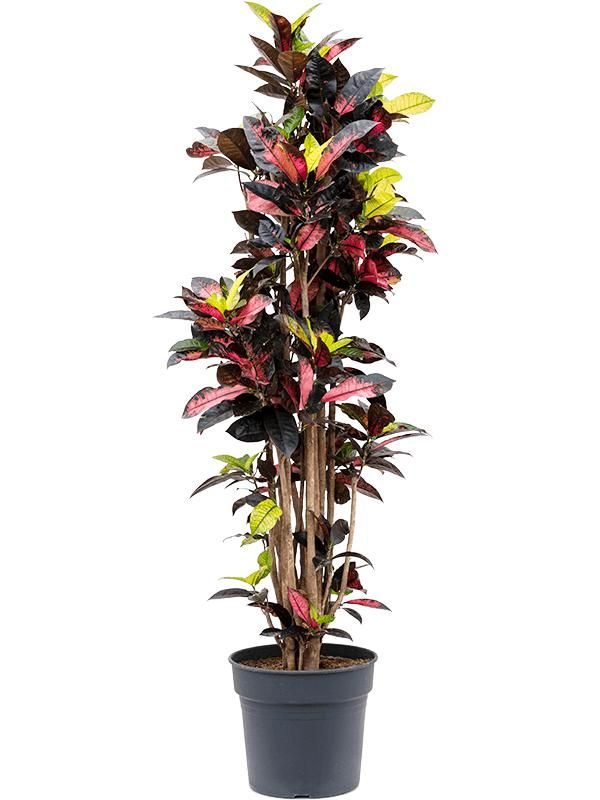 Croton (Codiaeum) variegatum 'Mrs. Iceton' (180-200), D 34