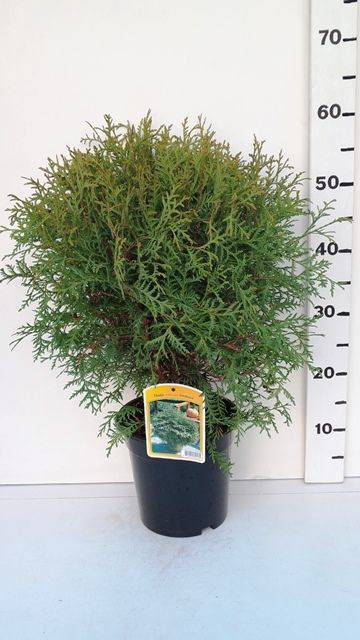 Thuja occ. 'Globosa', D 19