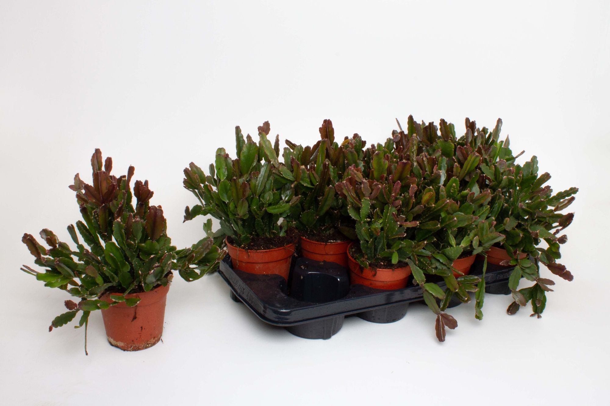 Rhipsalis Agudoensis, D 12