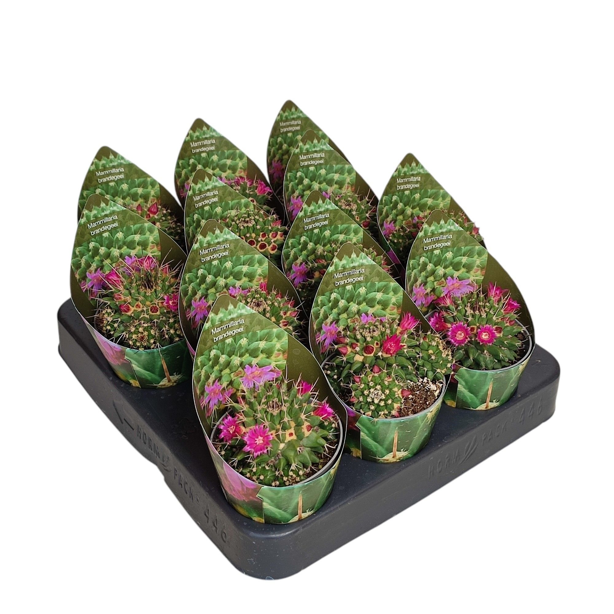 MAMMILLARIA BRANDEGEEI - POT Ø 6,5 WITH POTCOVER (CACTUS), D 6,5