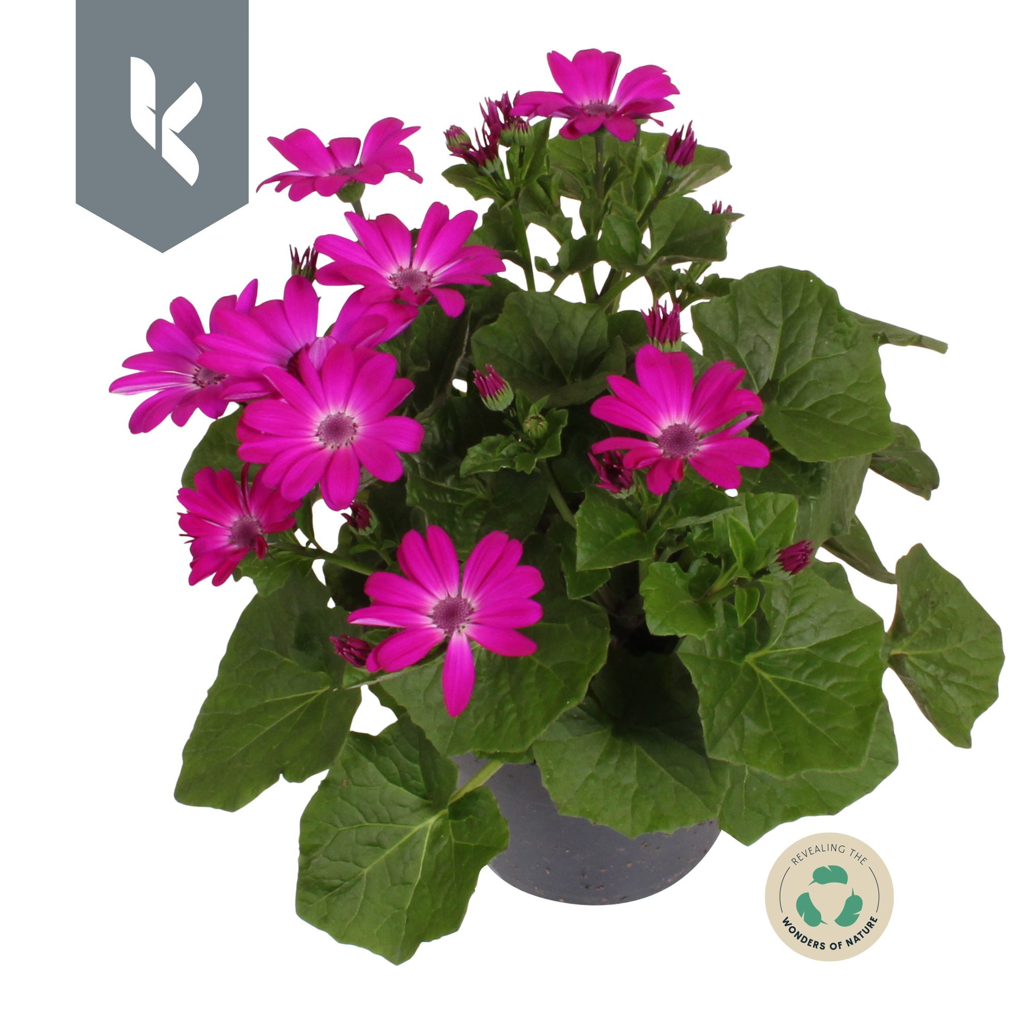 Senetti Magenta, D 12