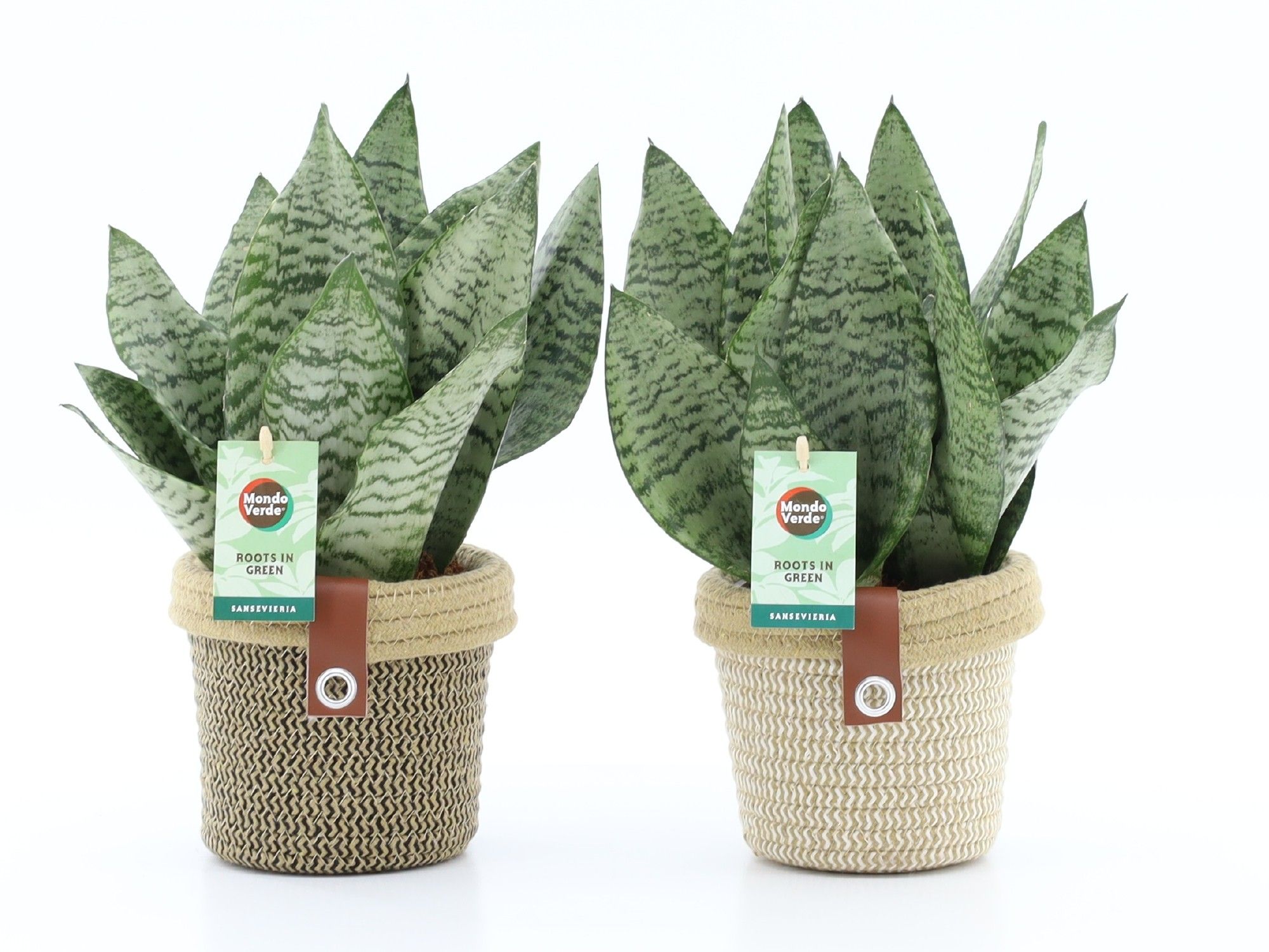 Sansevieria Black Coral in Noah Deluxe, D 14