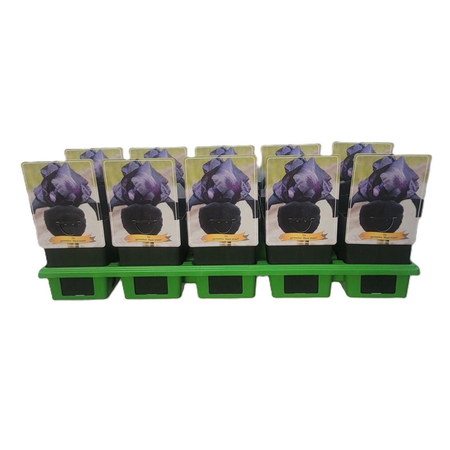 Iris germanica 'Black Watch' P11, D 11