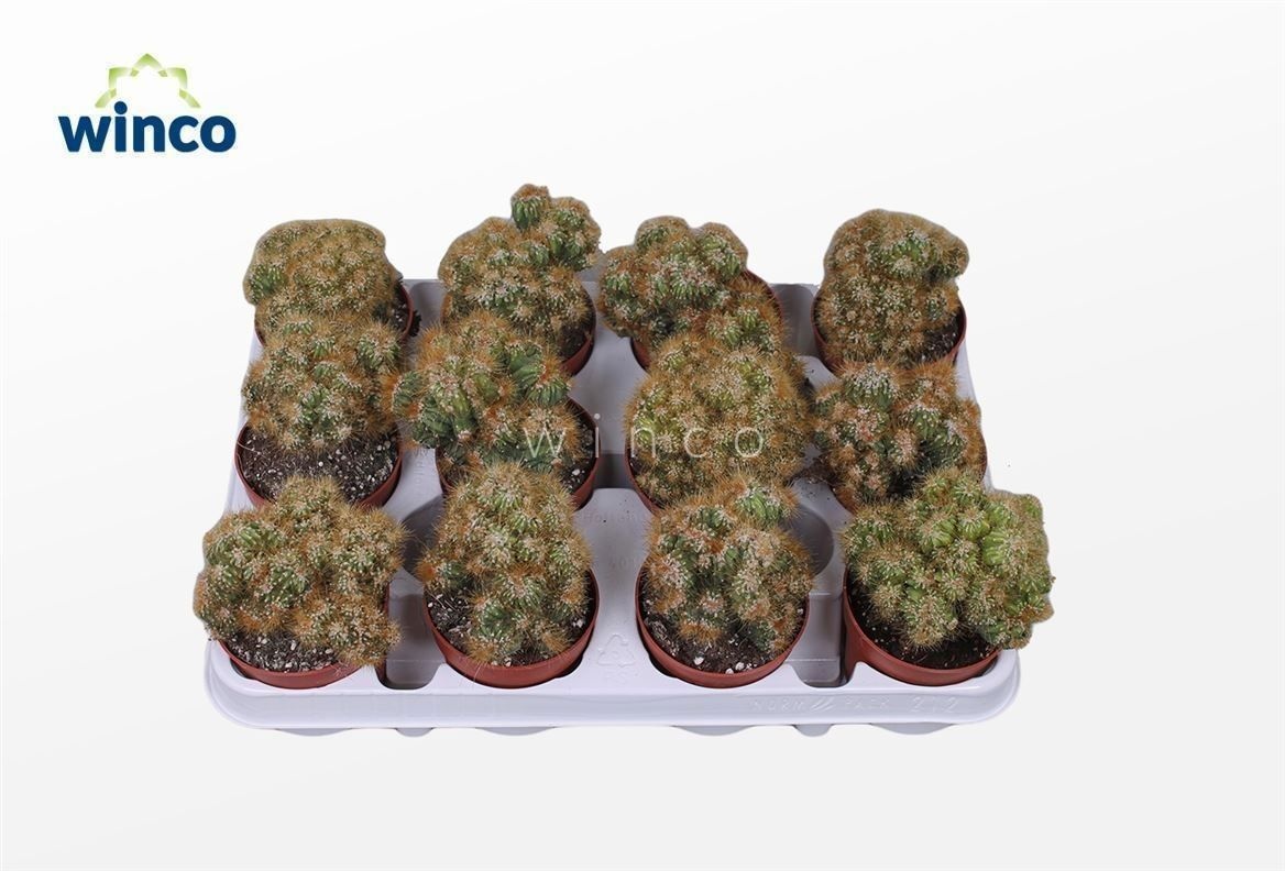 Cereus Peruvianus Monstruoza (yellow), D 8,5