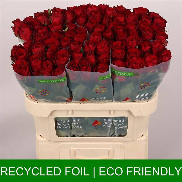 Роза од. Мадам Рэд 70, шт.