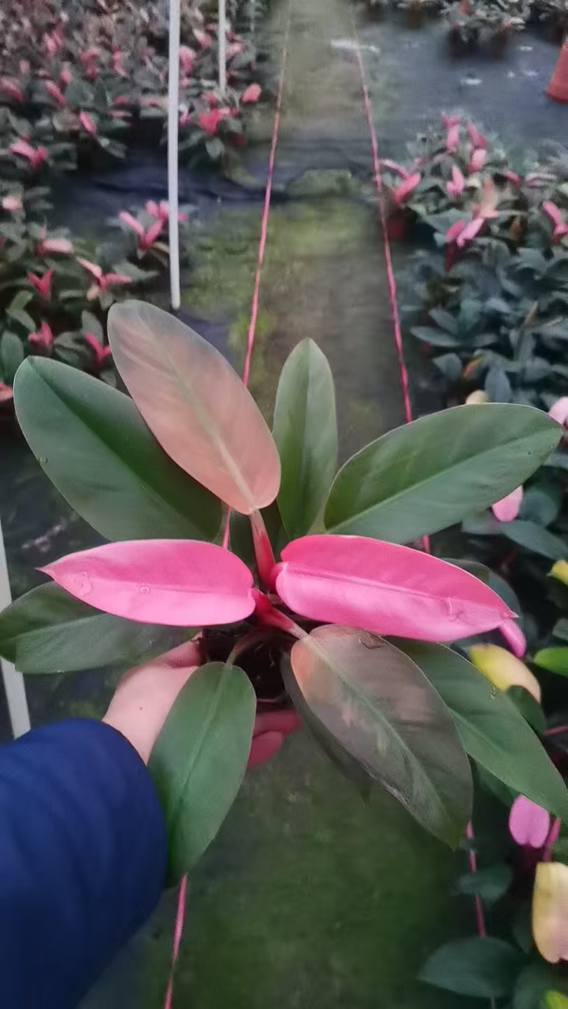 Филодендрон 110 Конго Паудер 11 25