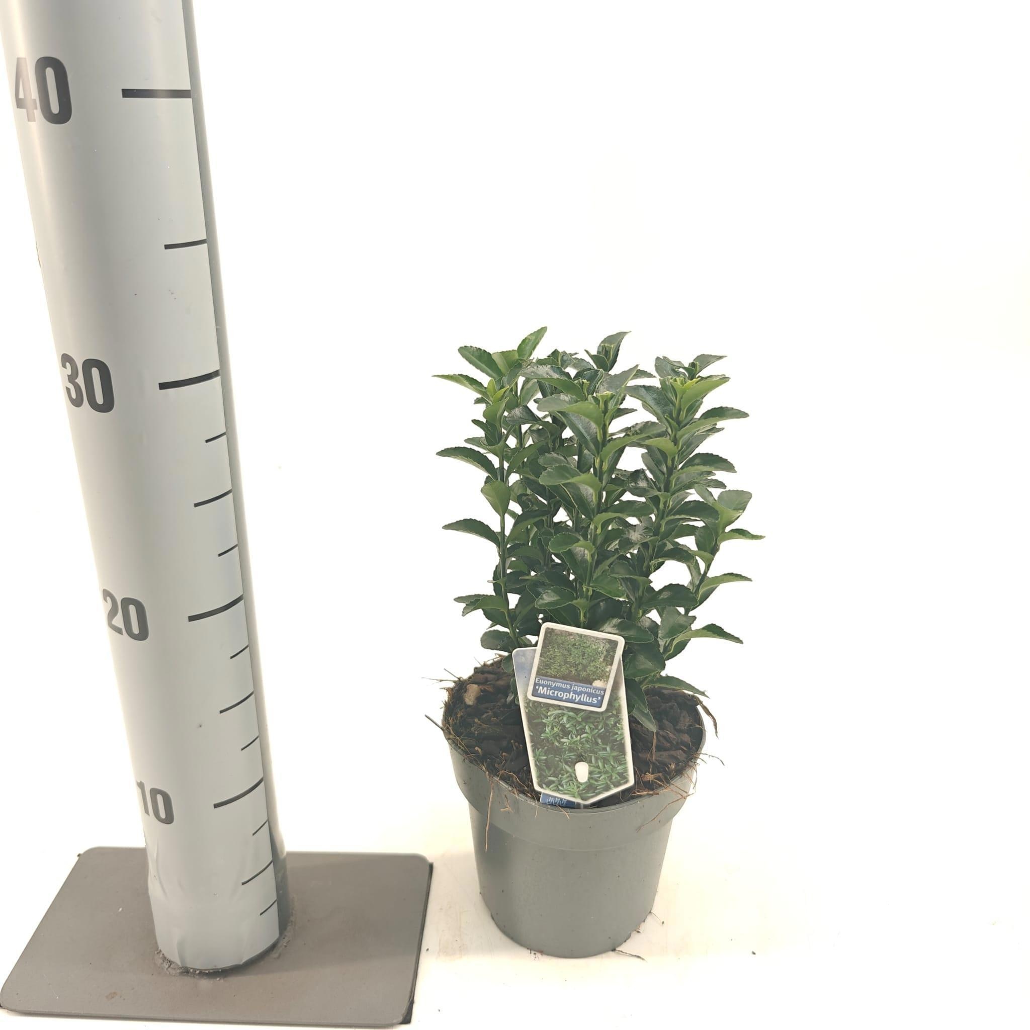 Euonymus jap. 'Microphyllus', D 13