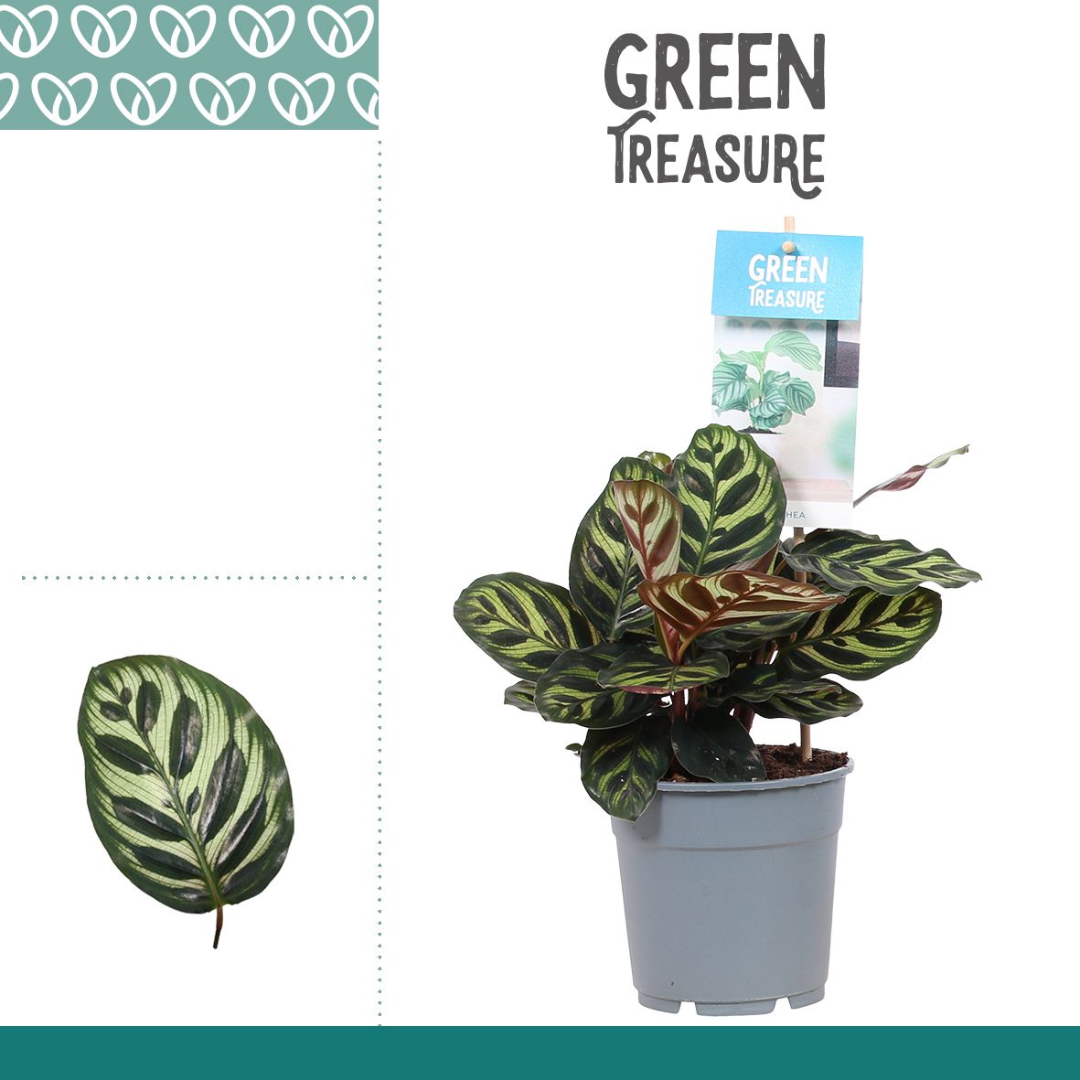 Calathea Makoyana, D 12