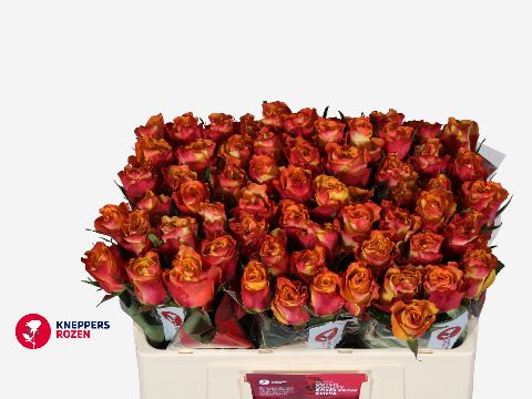 Роза од. Даунтаун 50, шт.