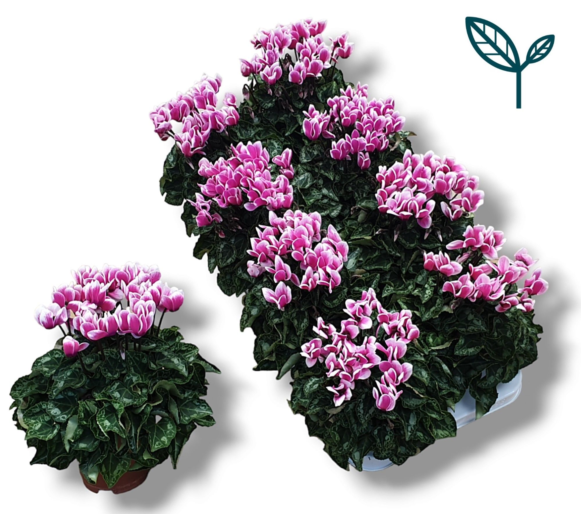 Cyclamen-FANTASIA ROZE, D 10,5 cm Cyclamen-FANTASIA ROZE, D 10,5 cm