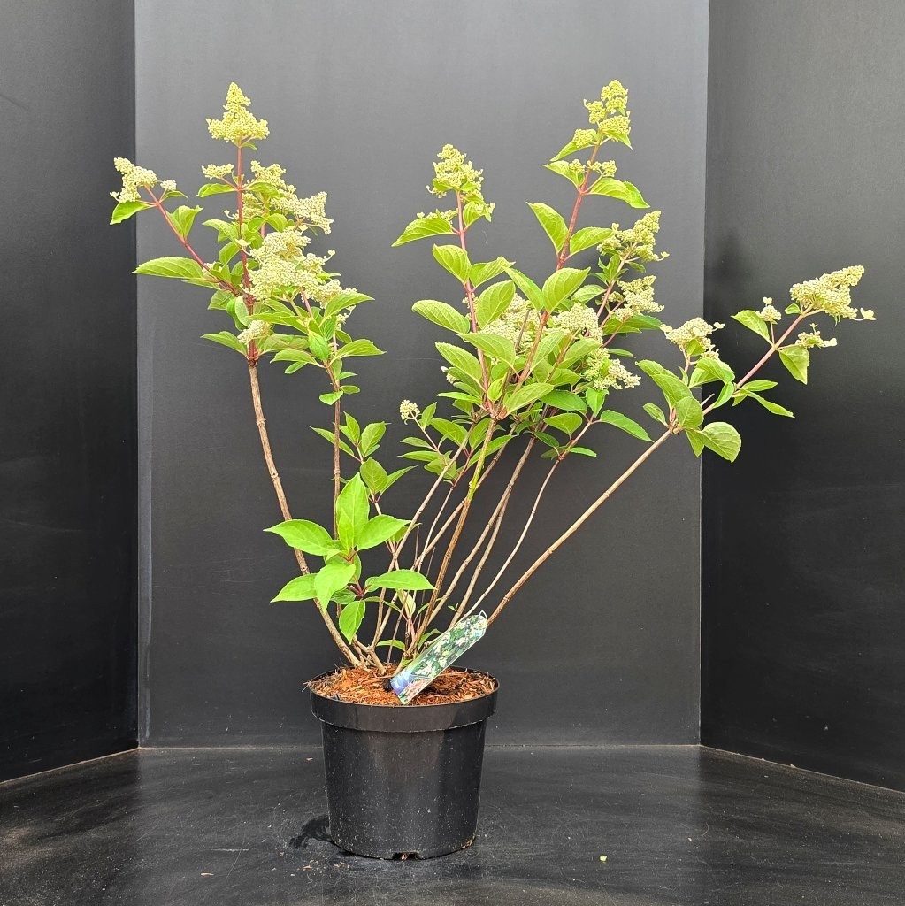 Hydrangea paniculata Dharuma, D 26 cm