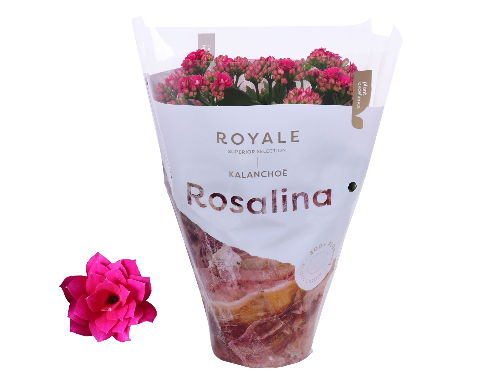 Kalanchoe Rosalina 12cm Royale Victorio paars, D 12