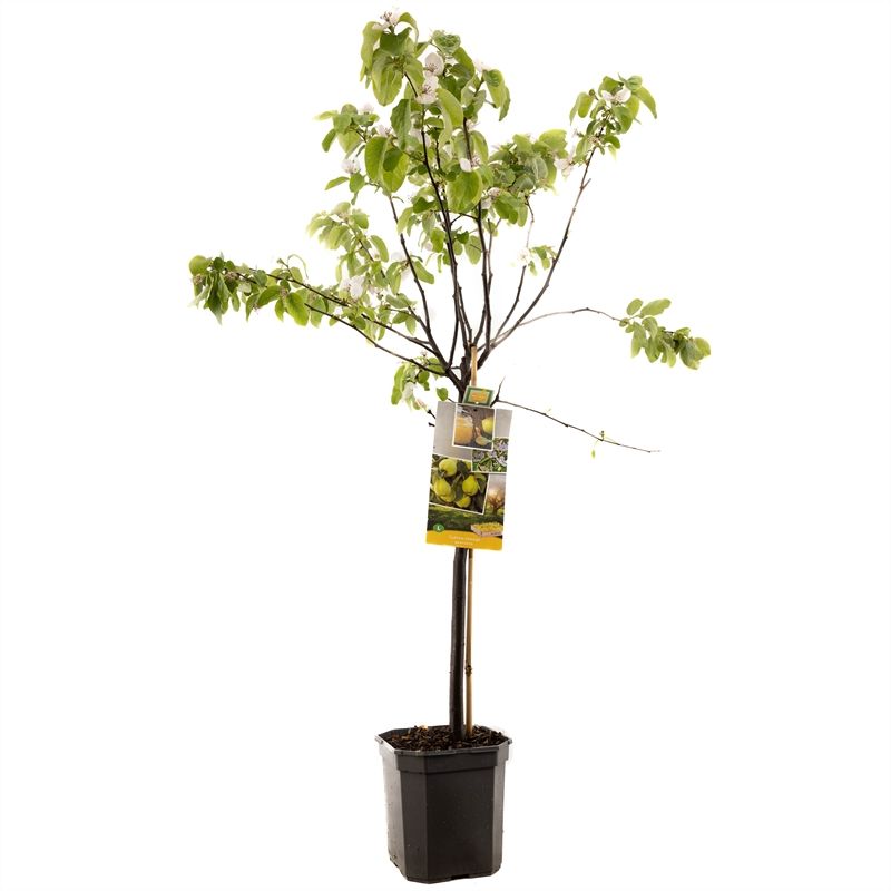 Cydonia oblonga Kweepeer peer laag Kweepeer, D 24