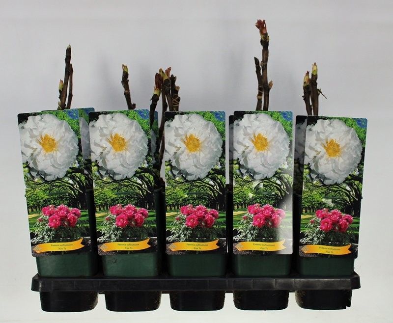 Paeonia Suffruticosa Xue Ta C2 - 2 tak, D 14