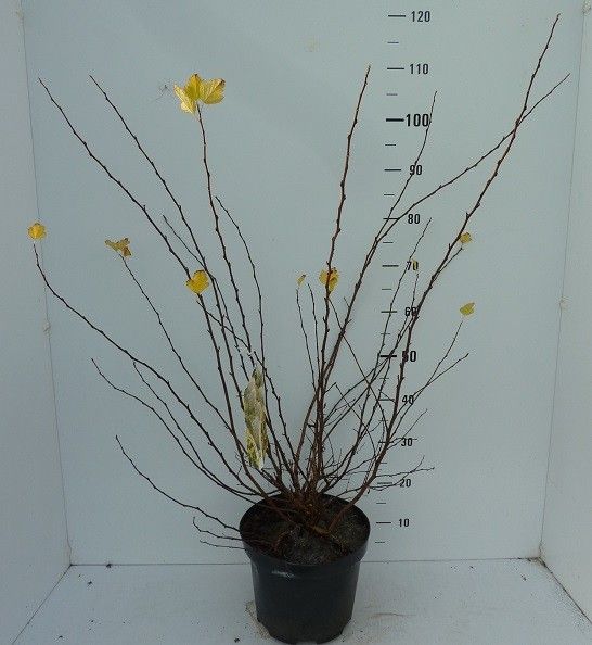 Physocarpus opulif. Dart's Gold ®, D 27