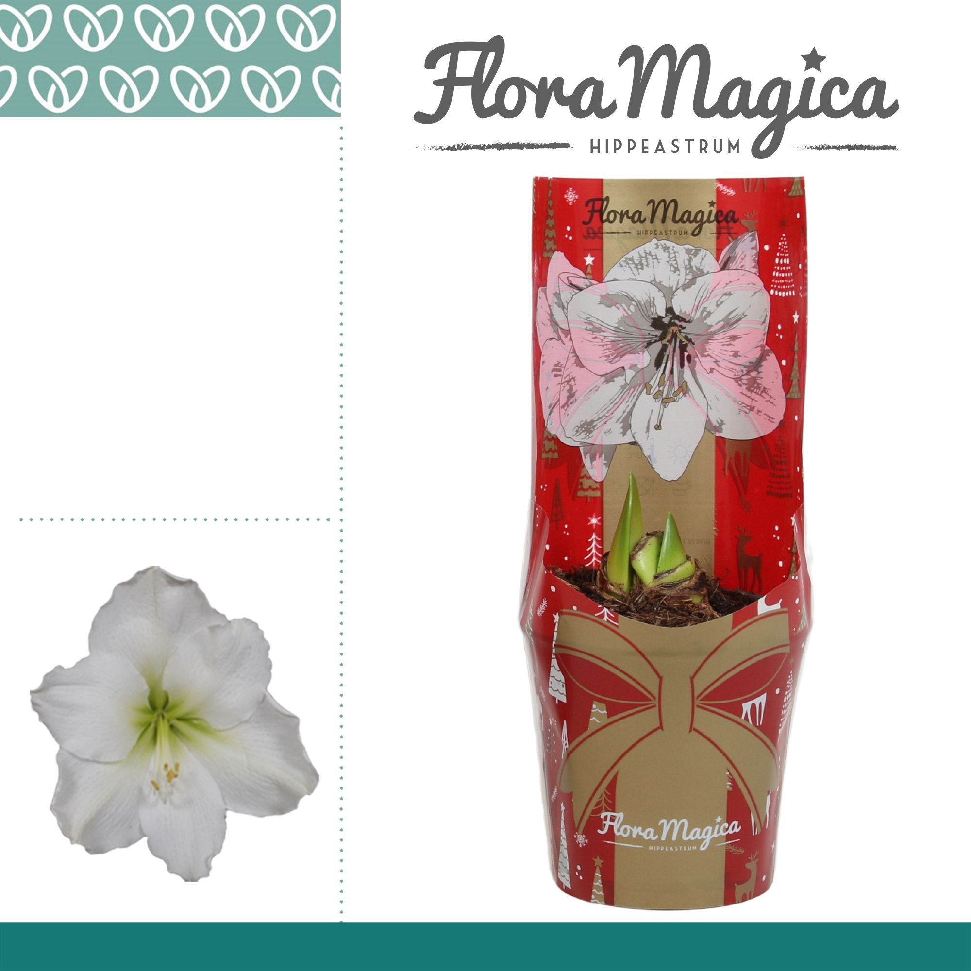 Amaryllis Wit 2 Knop in FM Kersthoes, D 12 cm