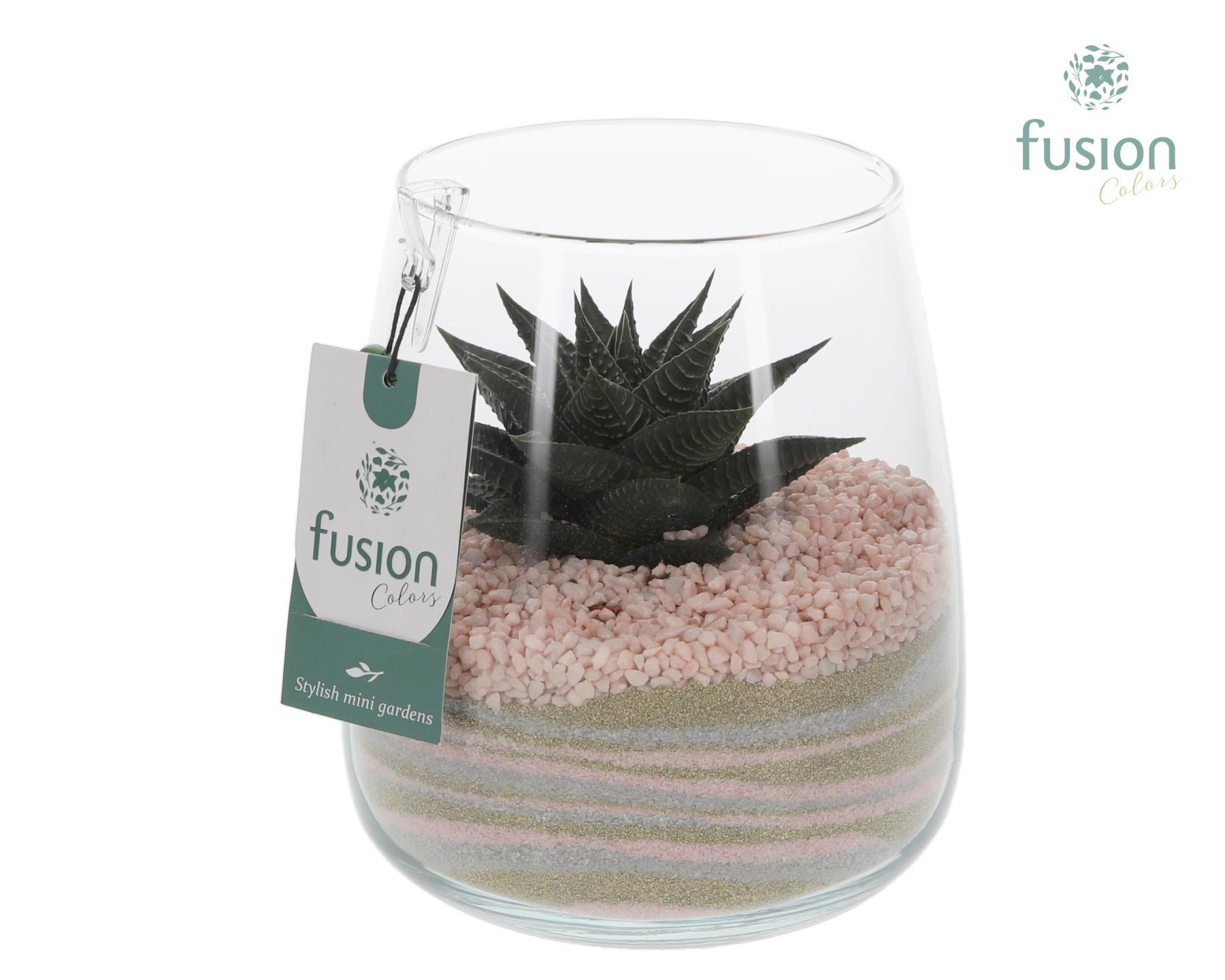 Glazen vaas Alzada met Haworthia arrangement, D 15