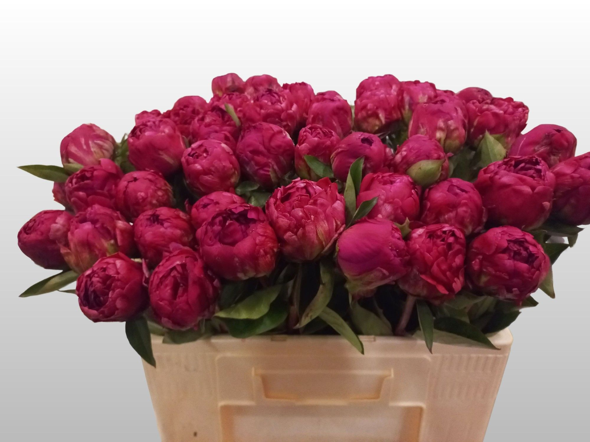 Пион Пол М. Вайлд 55, шт.