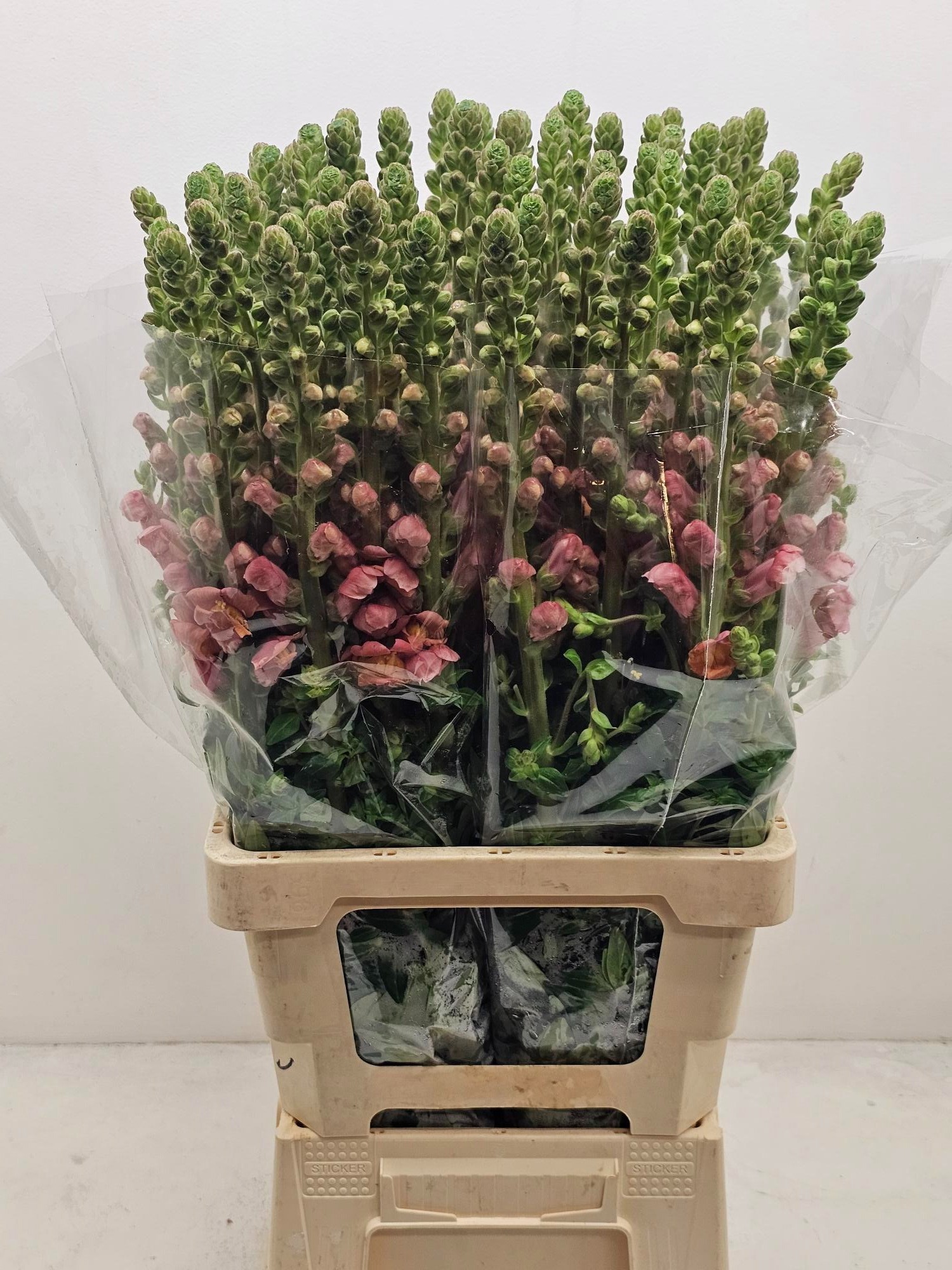 Антирринум Потомак Дарк Оранж (оранж.), шт.