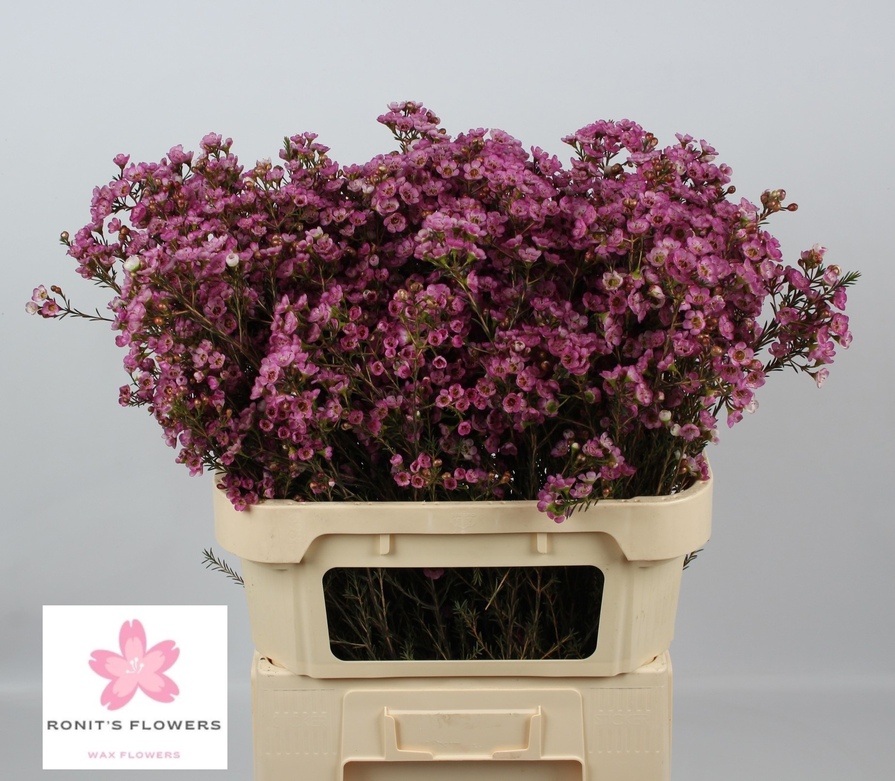 Шамелациум Ади 80 (роз.), шт.