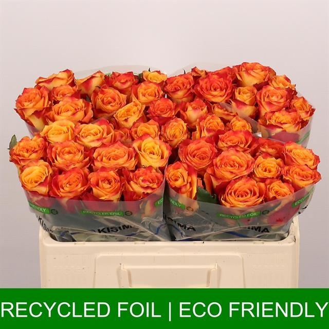 Роза од. Силантой 50, шт.