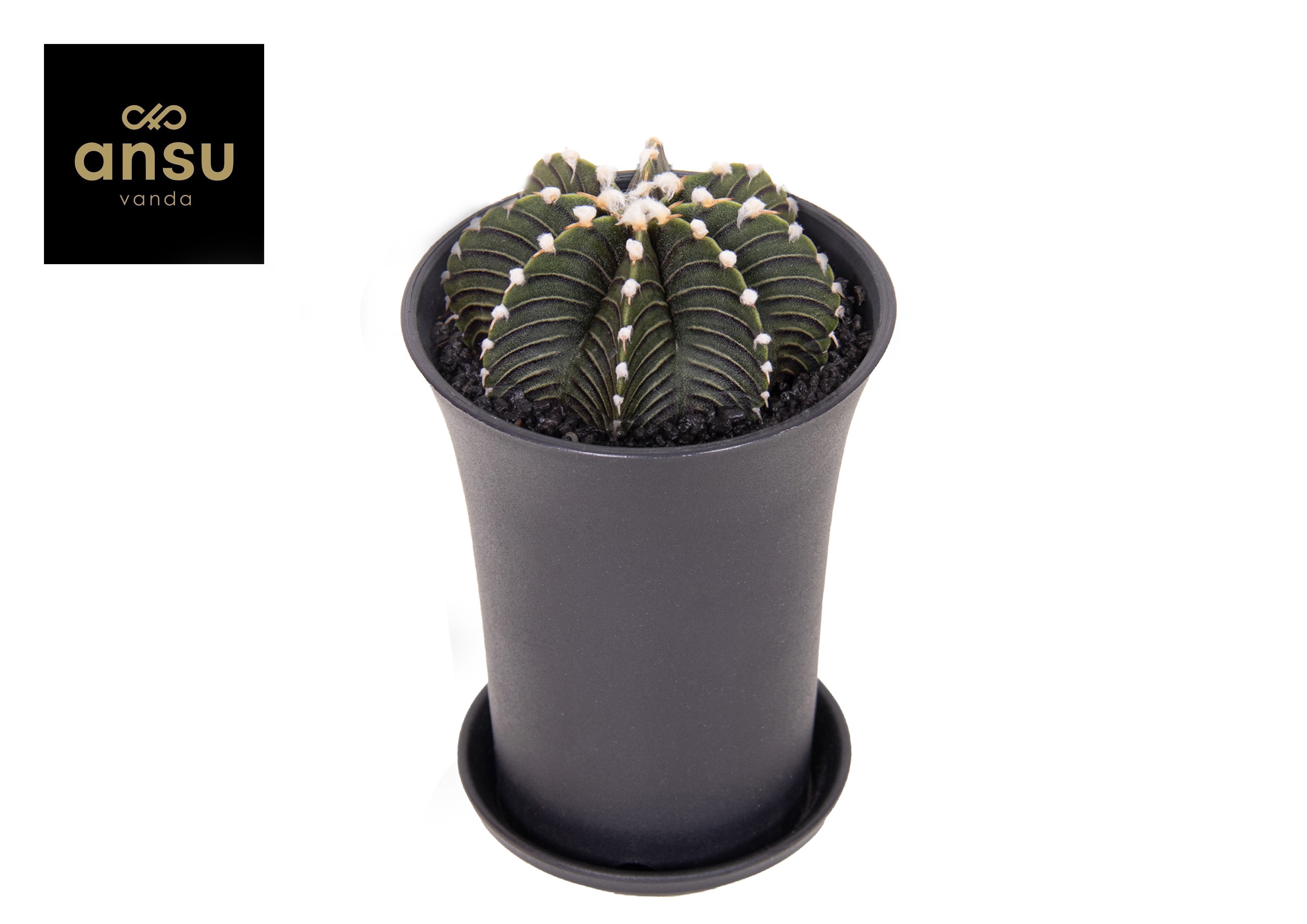 Gymno Cactus 'Black' XL, D 10