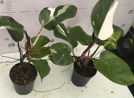 Филодендрон 12 45