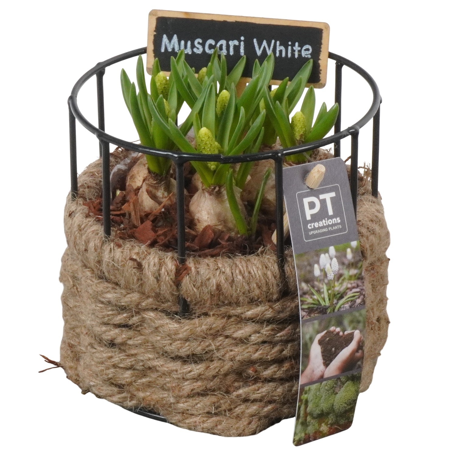 PTWMB8136 Arrangement Muscari White in touwmand met metaal, D 12