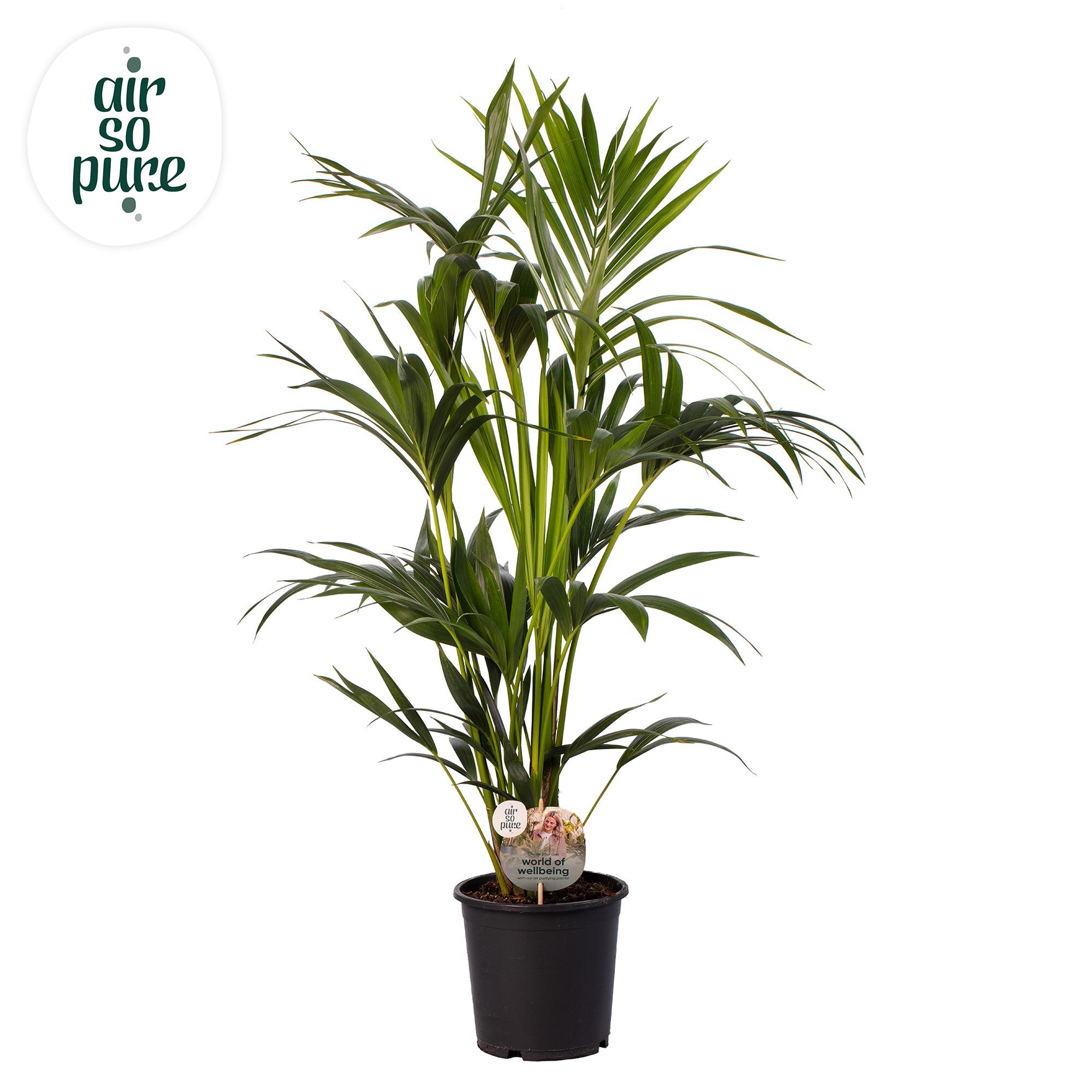 KENTIA - P21 H100 - 6PP - Air So Pure (Howea forsteriana), D 21
