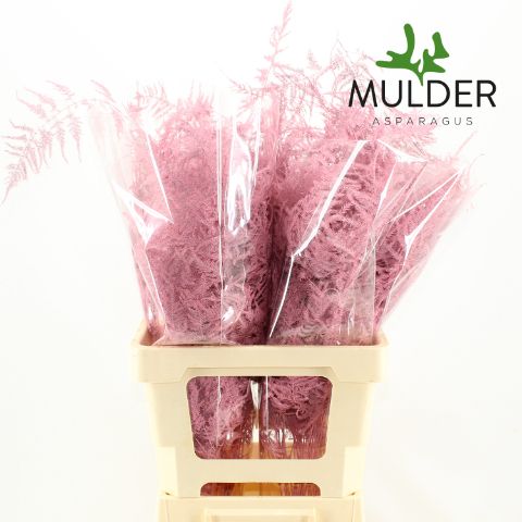 Аспарагус Овериг Крашеный (краш. ) 65, шт.