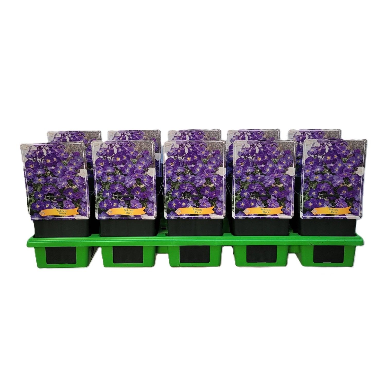 Aubrieta Kitty Blauw P11, D 11 cm