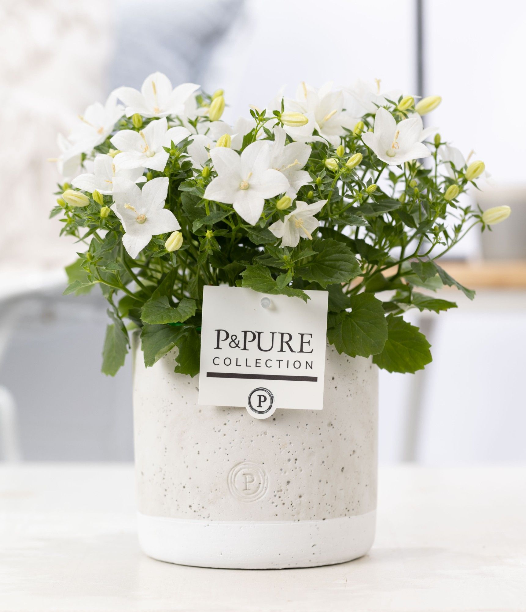 Campanula 'Atlanta' Pure Jade, D 14