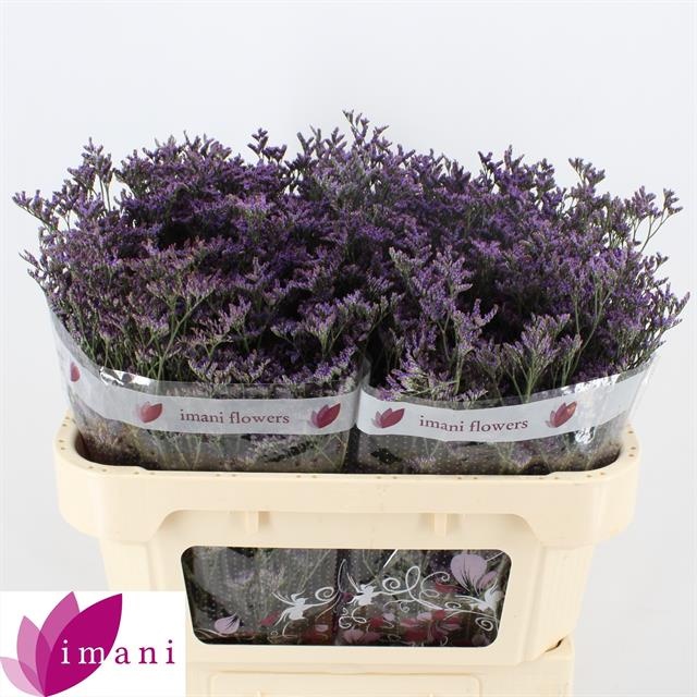 Лимониум Шутин Стар 70, шт.