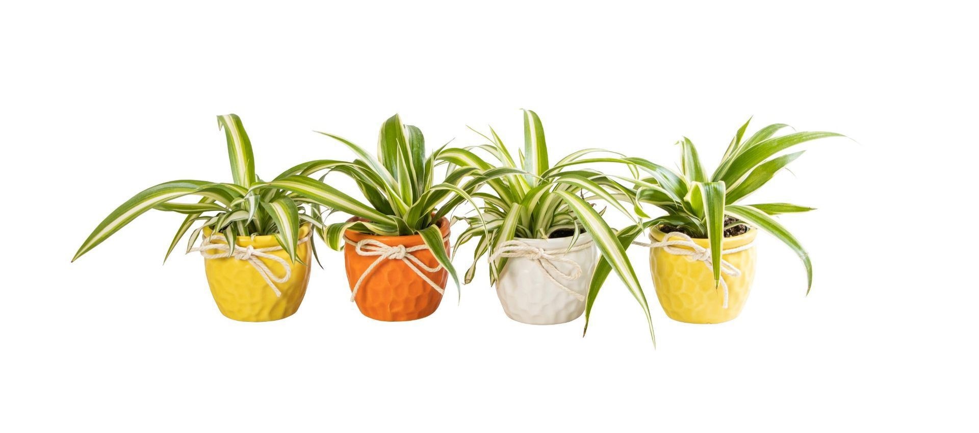 L 65865 with Chlorophytum Mix 6 cm, D 6