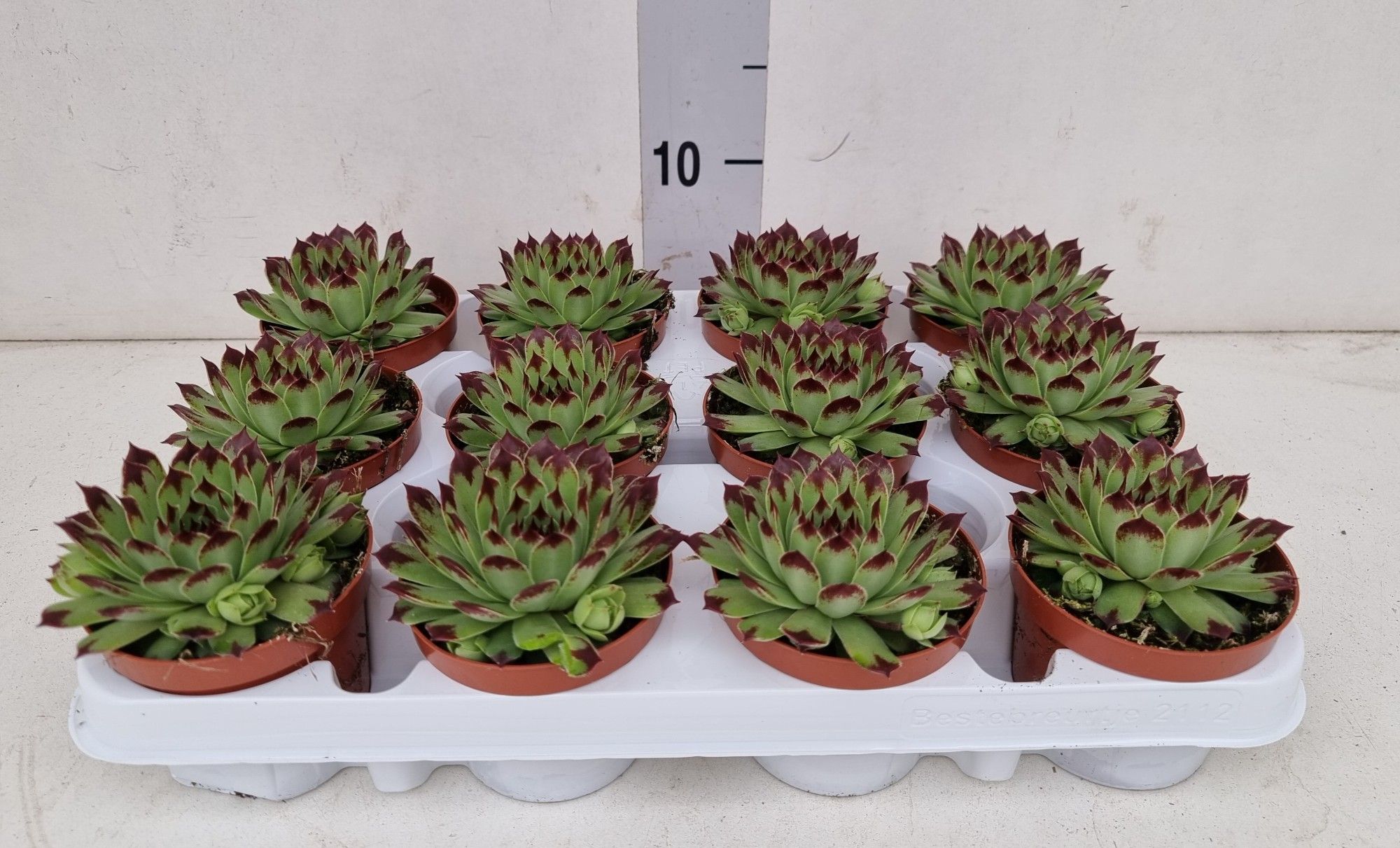 sempervivum Berlijn ™, D 9