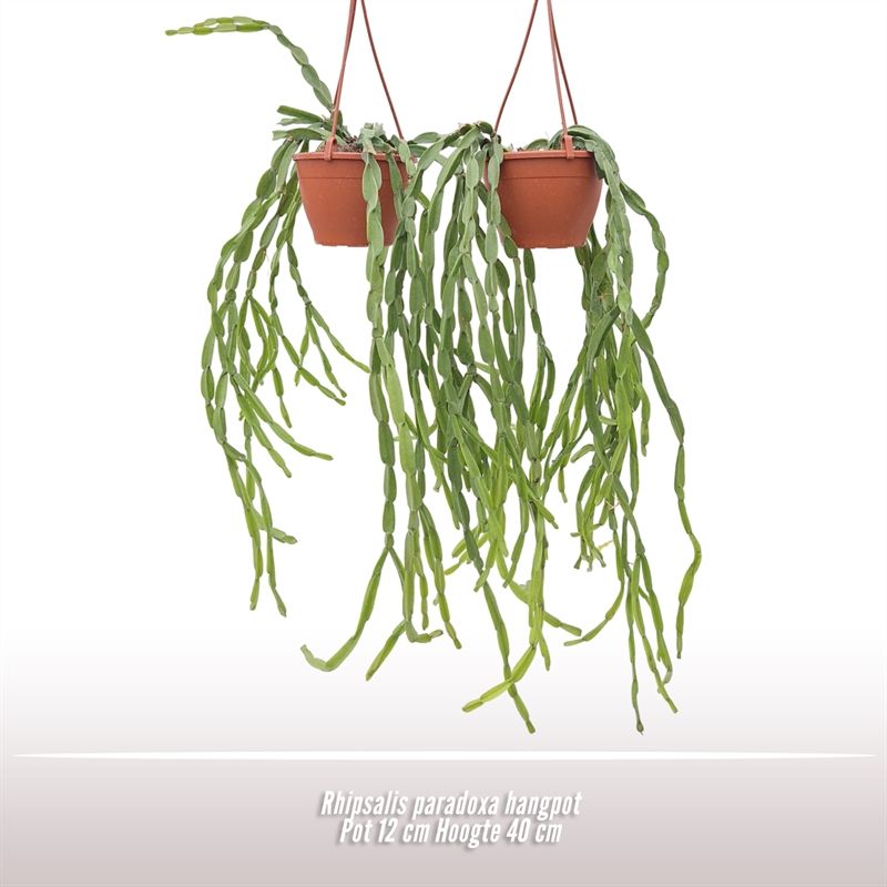 Rhipsalis paradoxa hangpot, D 12 cm Rhipsalis paradoxa hangpot, D 12 cm