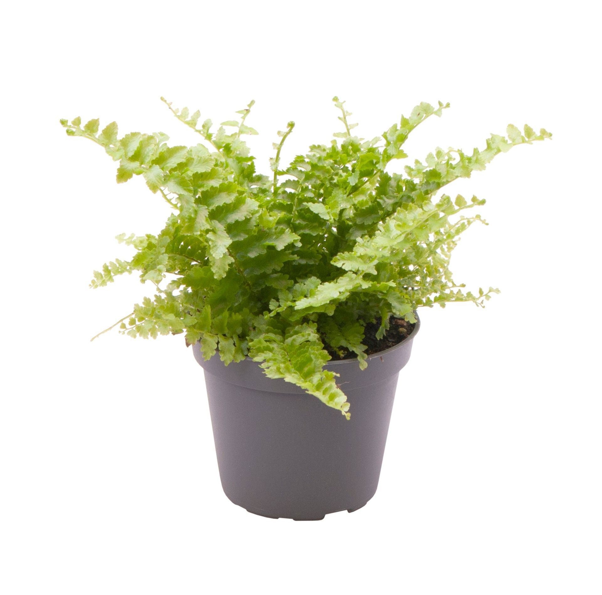 Nephrolepis Exaltata Fluffy Ruffle 12,5 cm, D 6