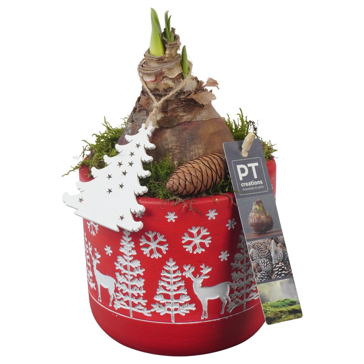 PTACH5836 Arrangement Amaryllis Christmas in beton pot, D 11 cm PTACH5836 Arrangement Amaryllis Christmas in beton pot, D 11 cm