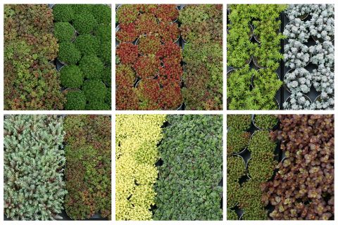 Sedum 9 cm op soort, D 9