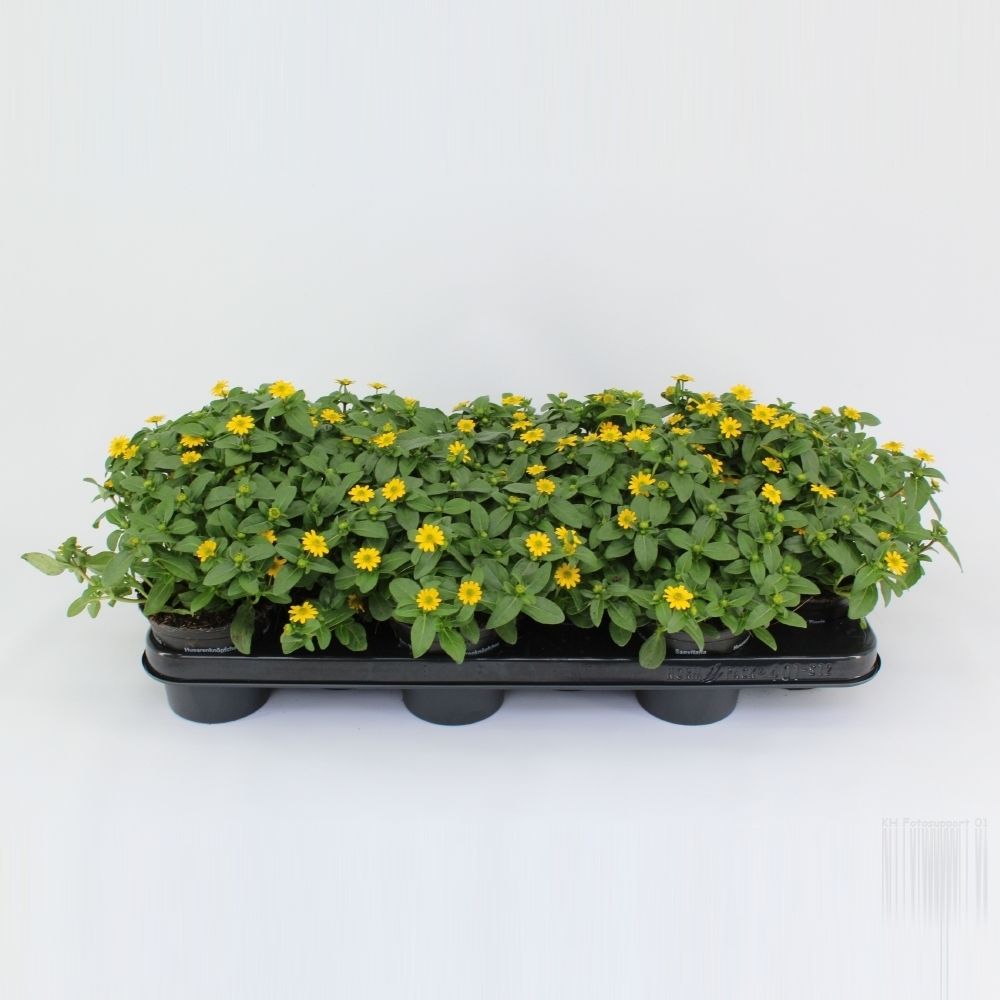 Sanvitalia procumbens, D 10,5