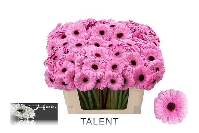 Гермини Талент, шт.