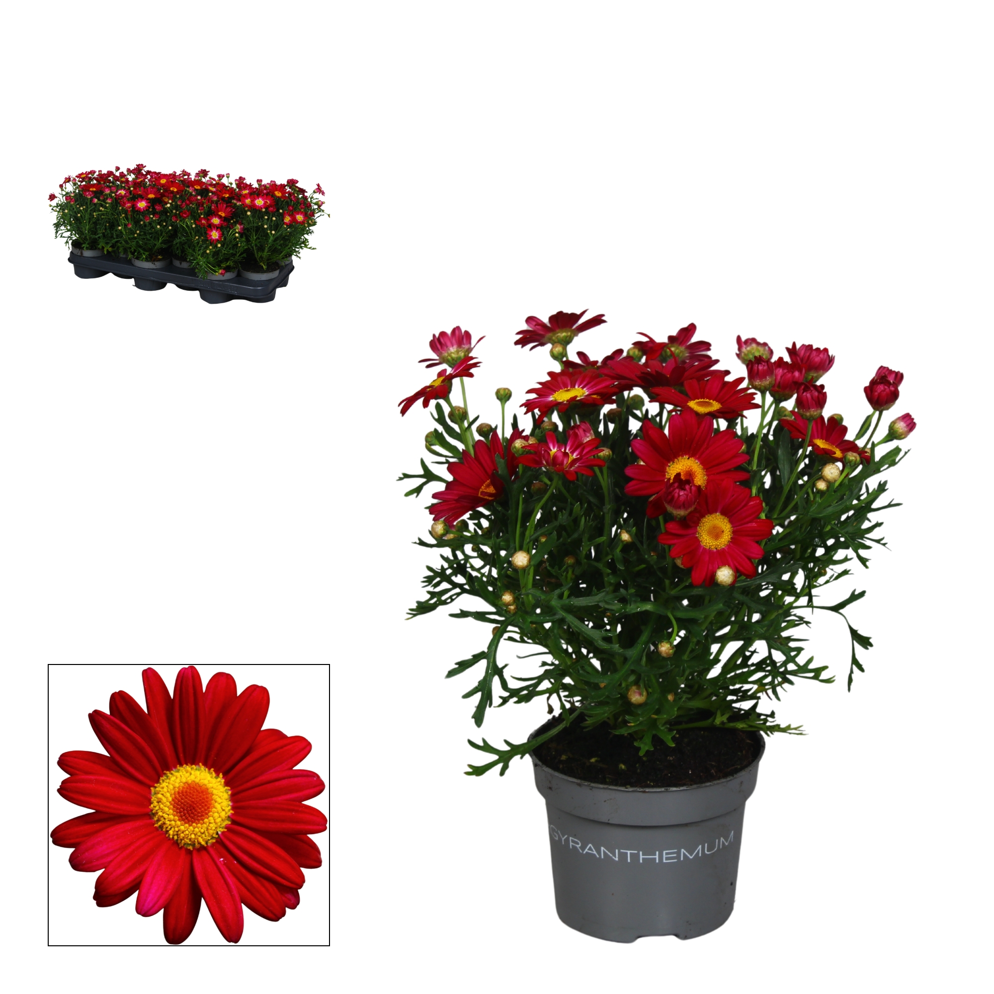 Argyranthemum - 10,5 cm - red, D 10,5