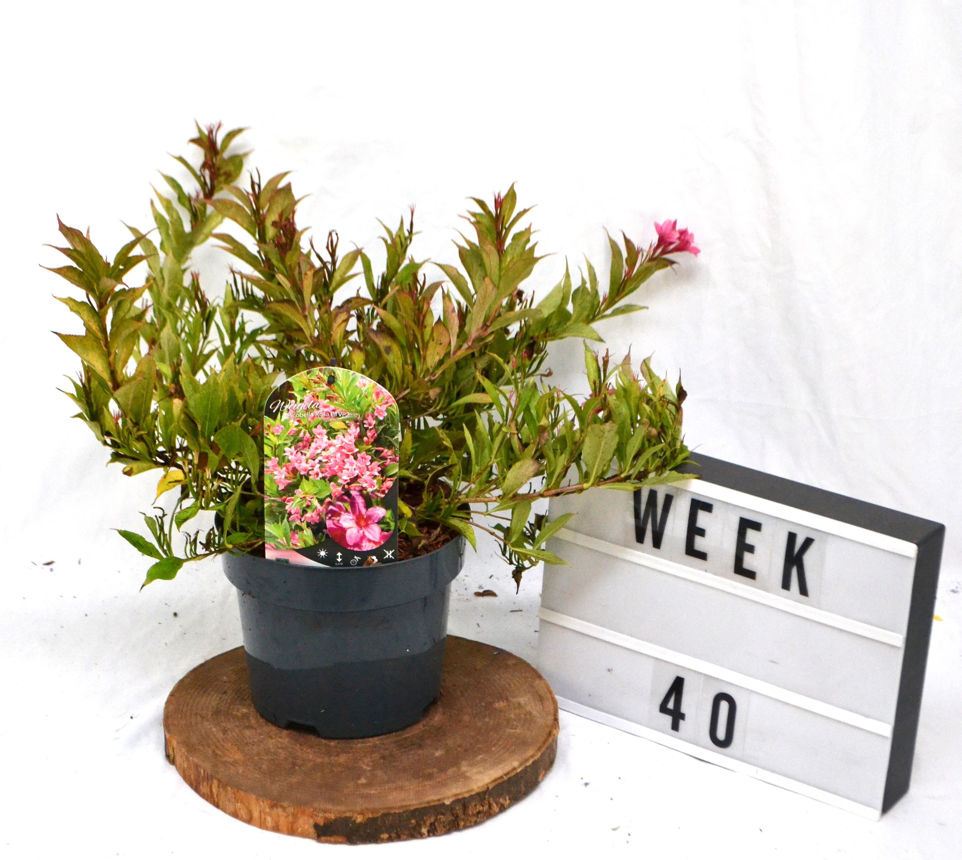 Weigela Picobella Rosa C3, D 19 cm