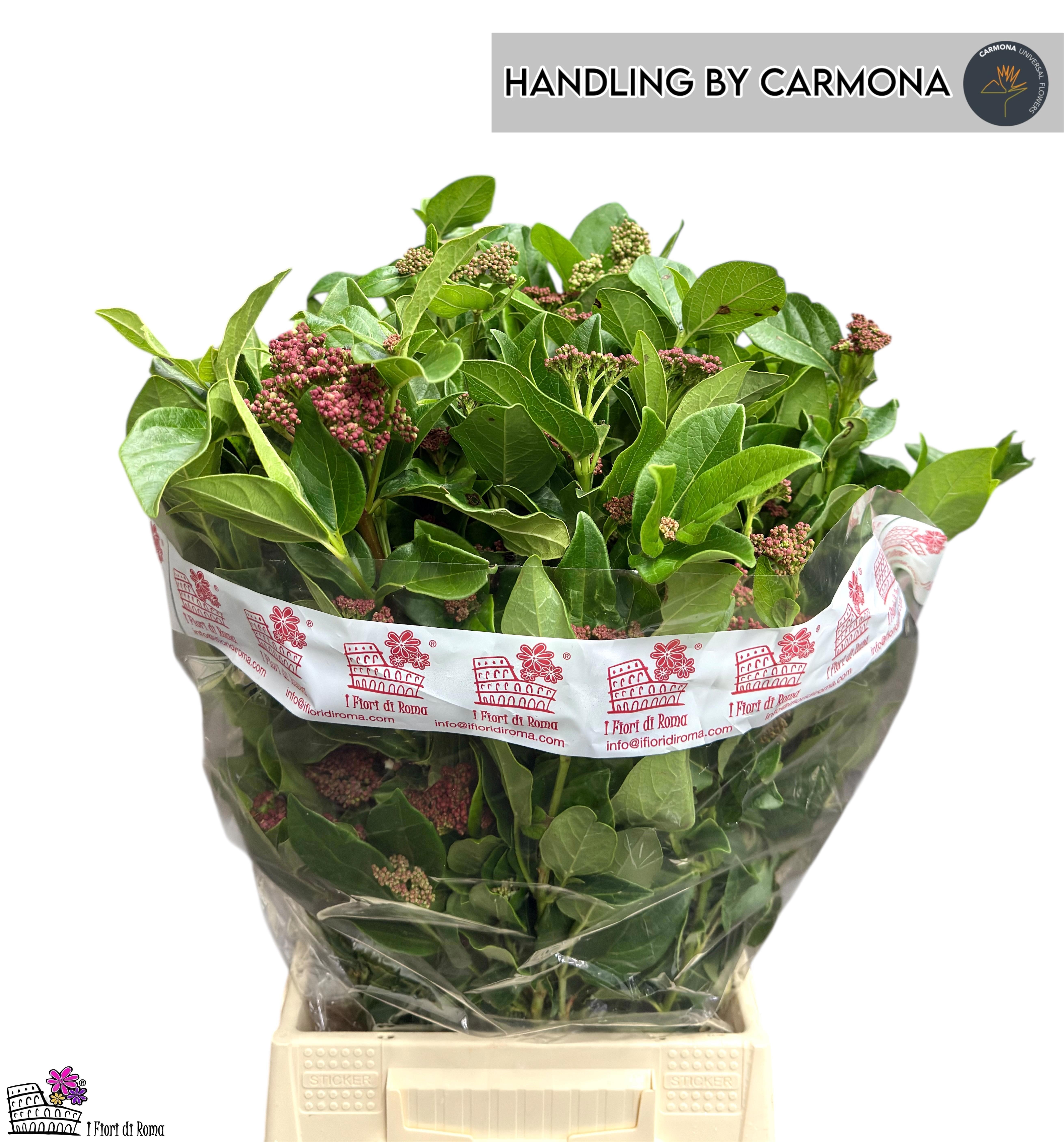 Вибурнум Тинус Макрофилум за пучок 60 (красно-бел.), пуч.