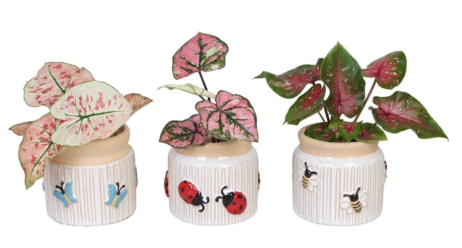 L 66638 with Caladium Mix 6 cm, D 6