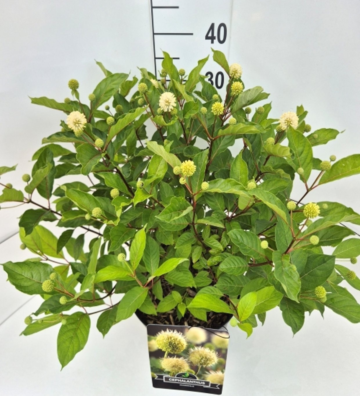 Cephalanthus occidentalis, D 28