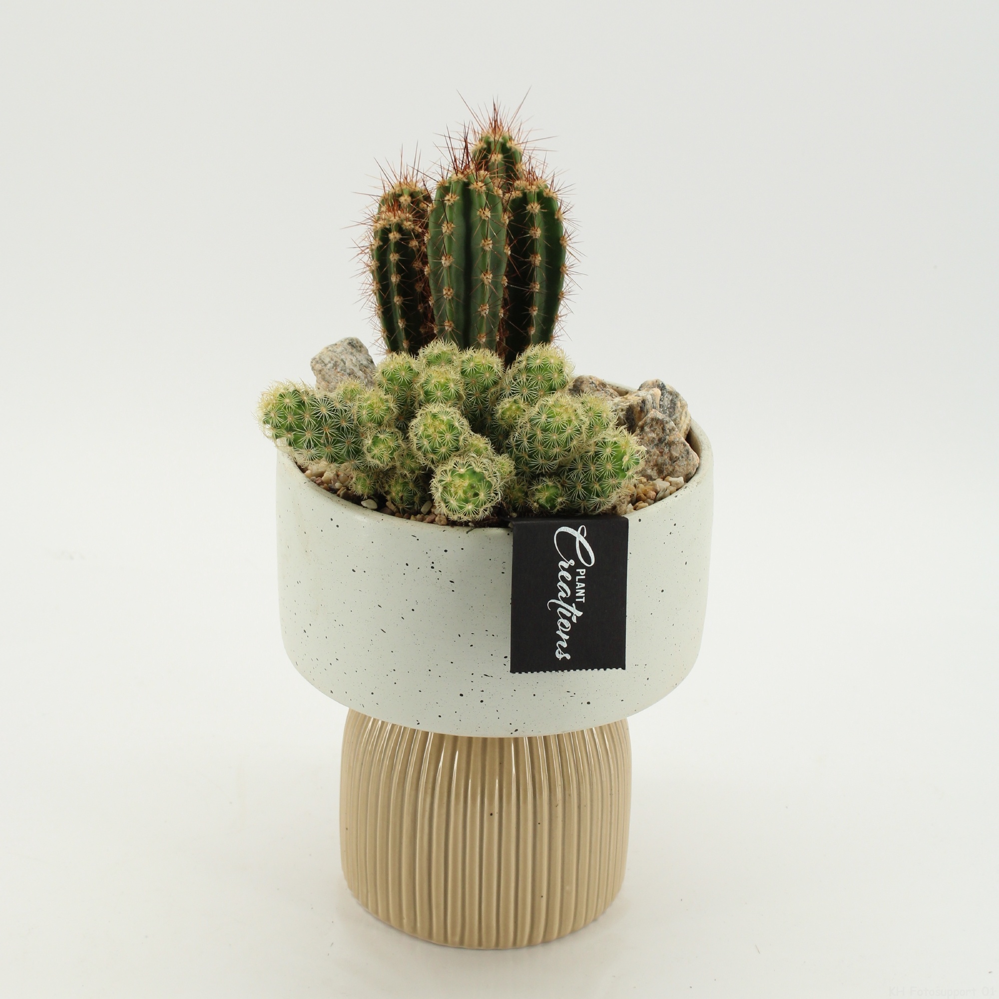 CTCR-2611 Cactus Essentials, D 16