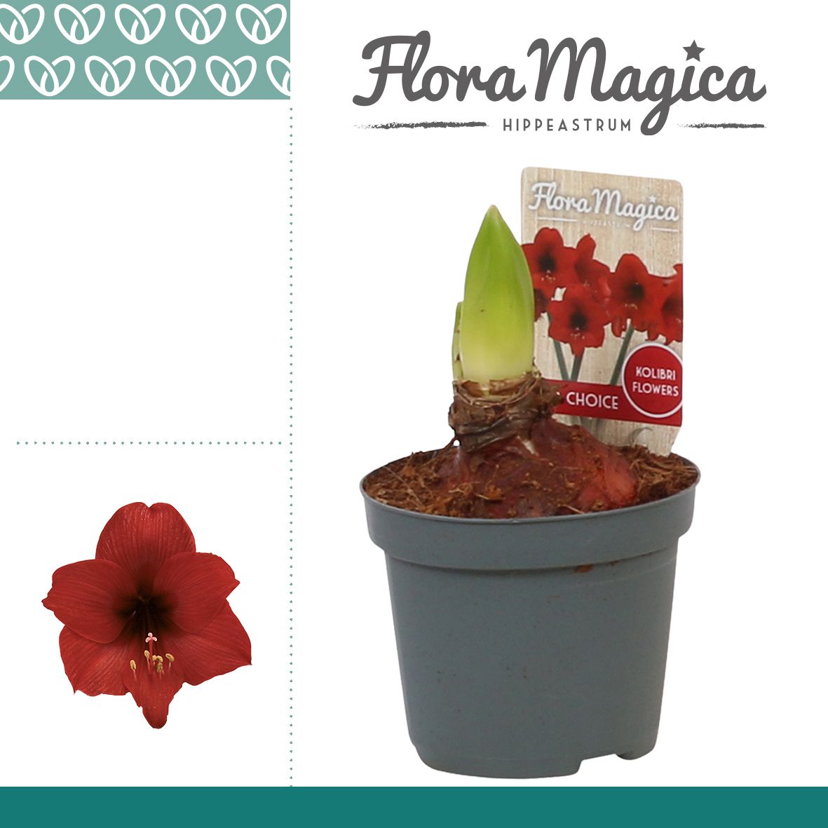 Amaryllis Kolibri Top Choice 2 Knop, D 9 cm